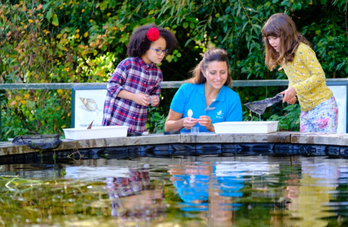 A volunteer helping two children with the pond dipping sessions.